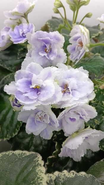 BUCKEYE SEDUCTRESS - 1 Violete