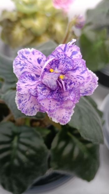 VAT PRAZNICHNIY NARIAD PUGOVKI - A Violete