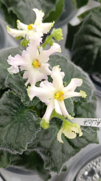 RM ALICIA - 1 Violete