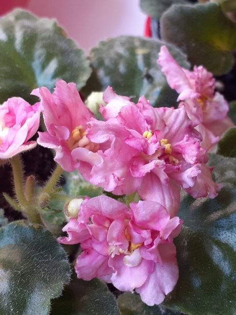  - Sunkises rose