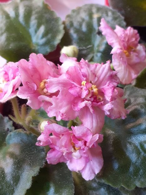  - Sunkises rose