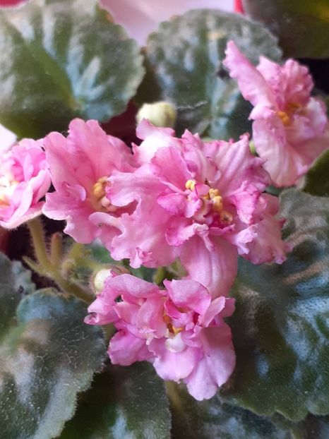  - Sunkises rose