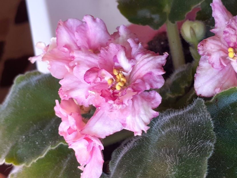  - Sunkises rose