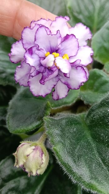 ALLEN ORGANZA PURPUR - 1 Violete