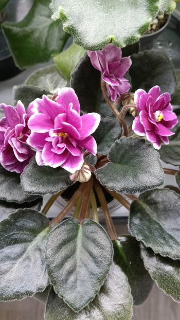  - AV- POSLEDNIE LIUBOVI SAMURAI