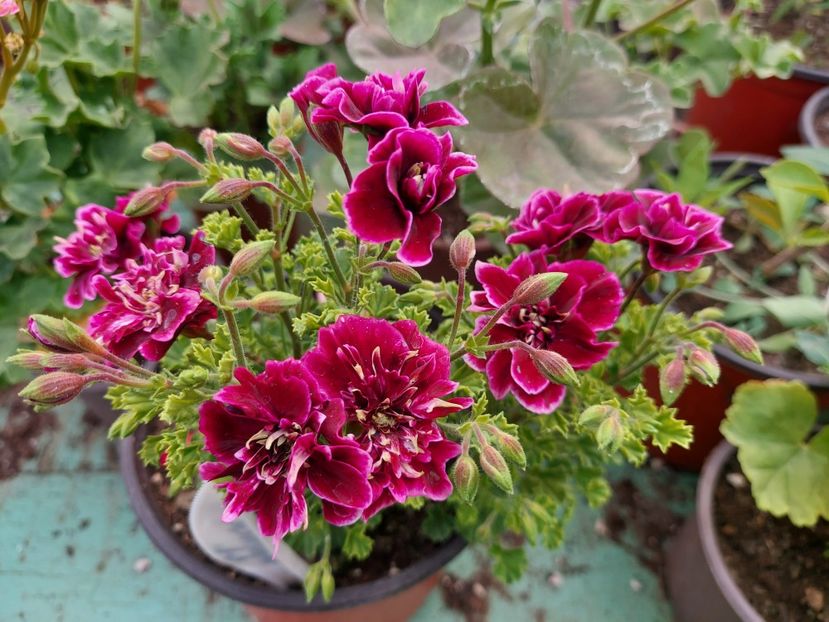 Quantock Double Diamond - A-Muscate 2025