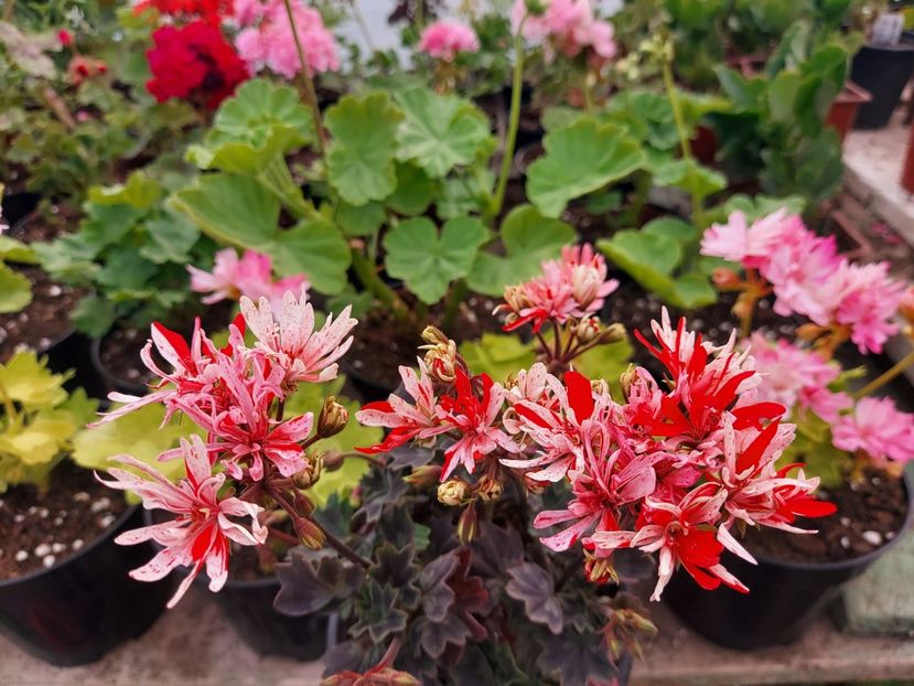 Clatterford - A-Muscate 2025