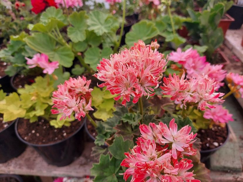 Star Flair - A-Muscate 2025