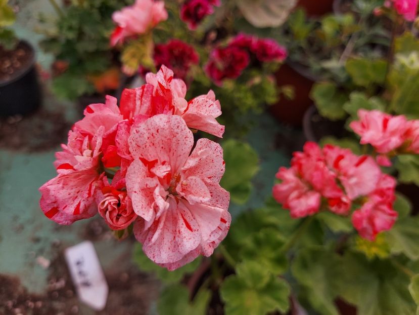 Great  Briccet - A-Muscate 2025