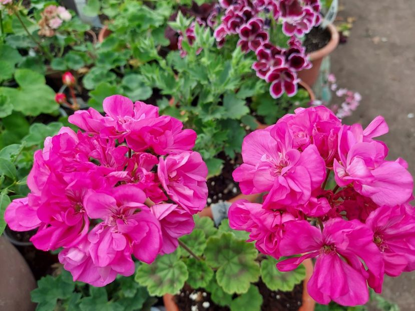 Jip s Freda  Burgess - A-Muscate 2025