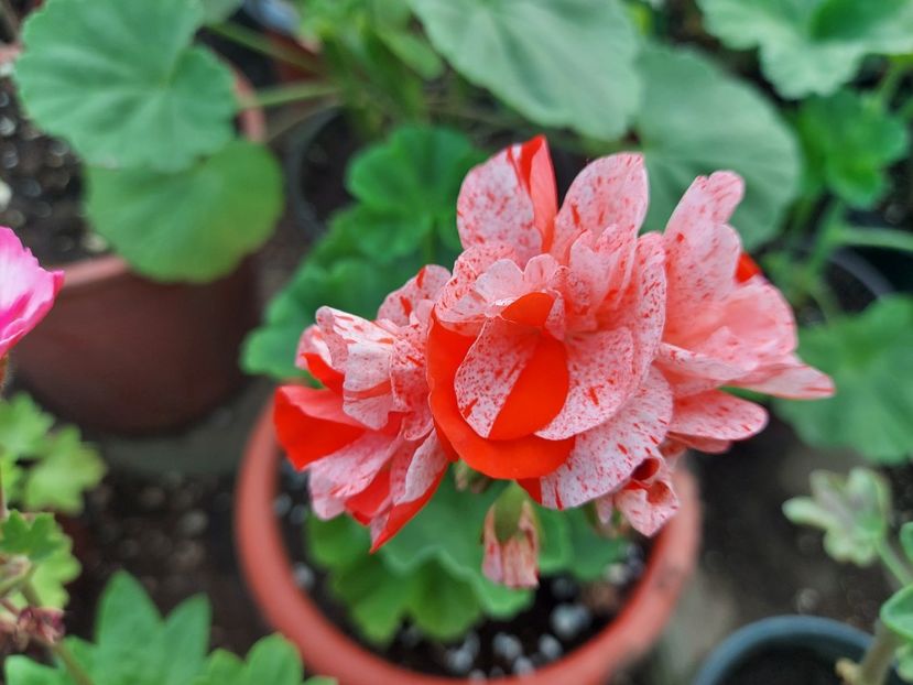 Orange Glitter - A-Muscate 2025