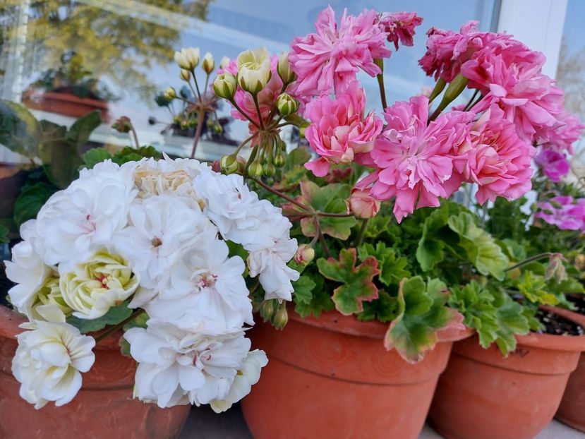 TA Eder și Unicorn Rose - A-Muscate 2025