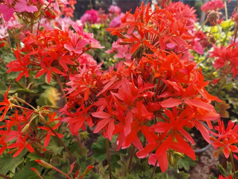 Lester - A-Muscate 2025