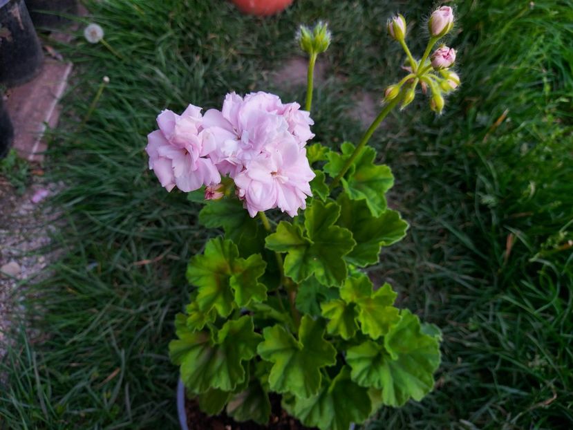 Rococo - A-Muscate 2025