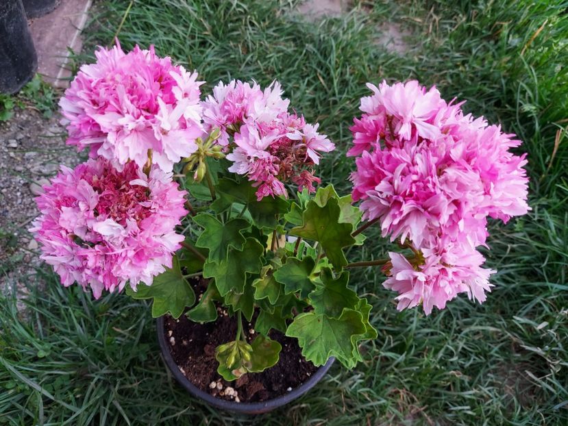 Joann Hodgson - A-Muscate 2025