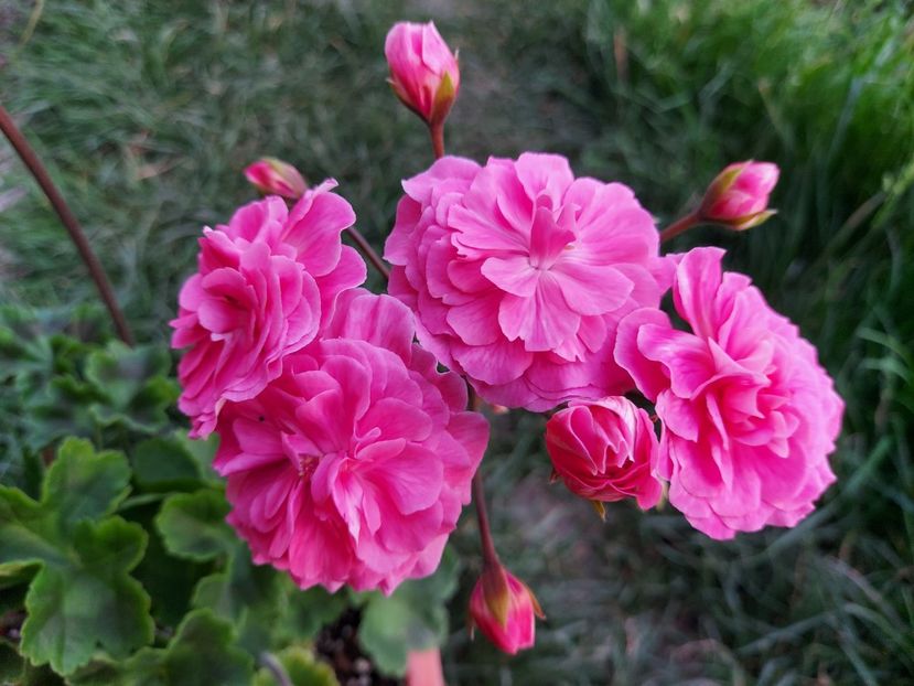 Prințesa Marocana - A-Muscate 2025