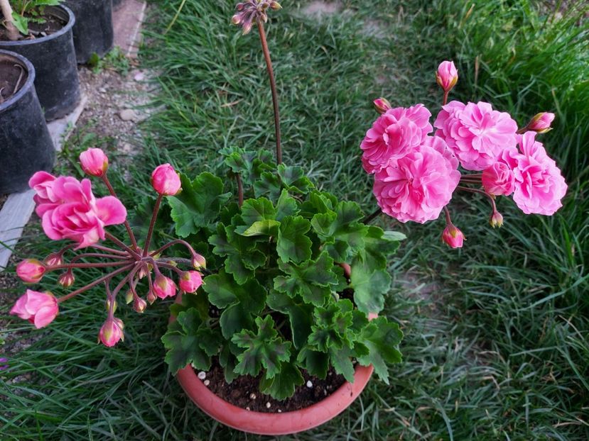 Prințesa Marocana - A-Muscate 2025