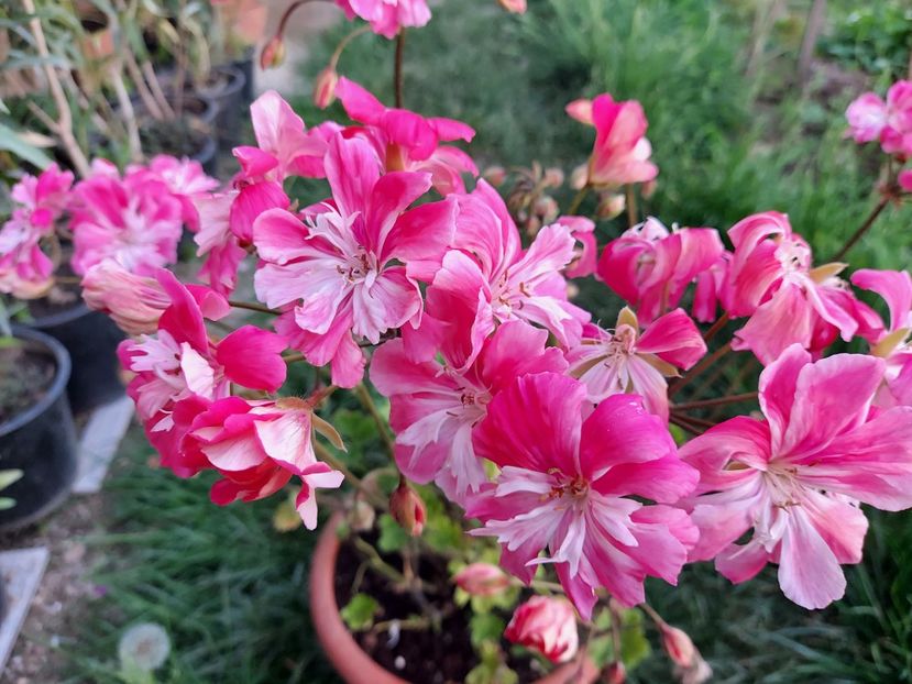 Lara  Meischa - A-Muscate 2025