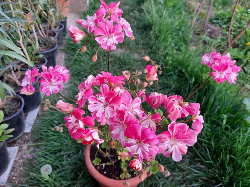 Lara Meischa - A-Muscate 2025