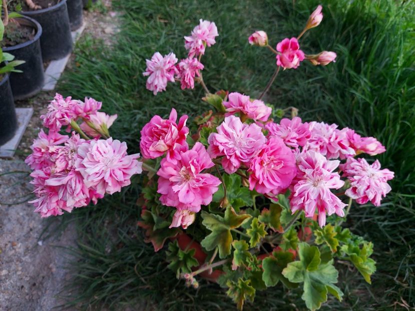 Unicorn Rose - A-Muscate 2025