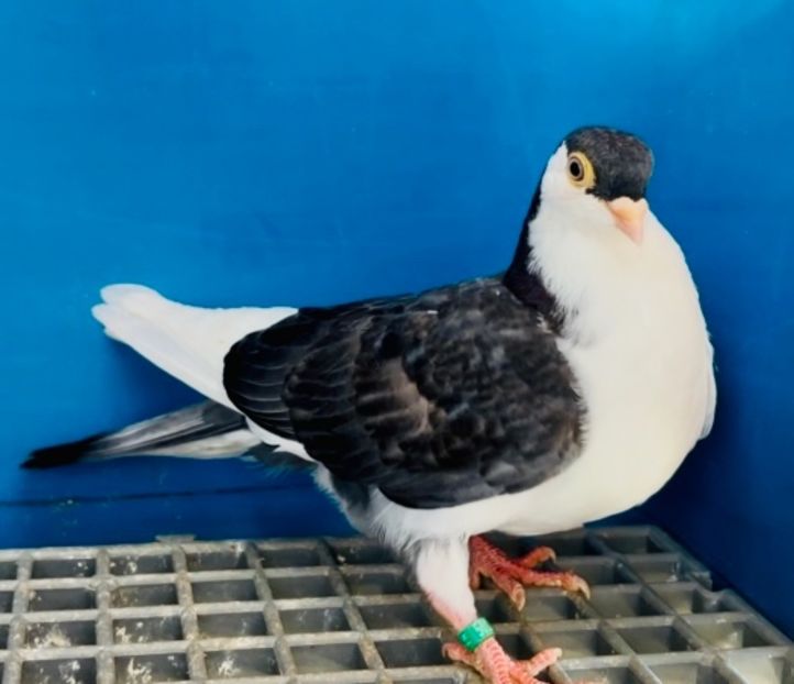 5010  Femelă  2025 - Plecați ALBUM 4