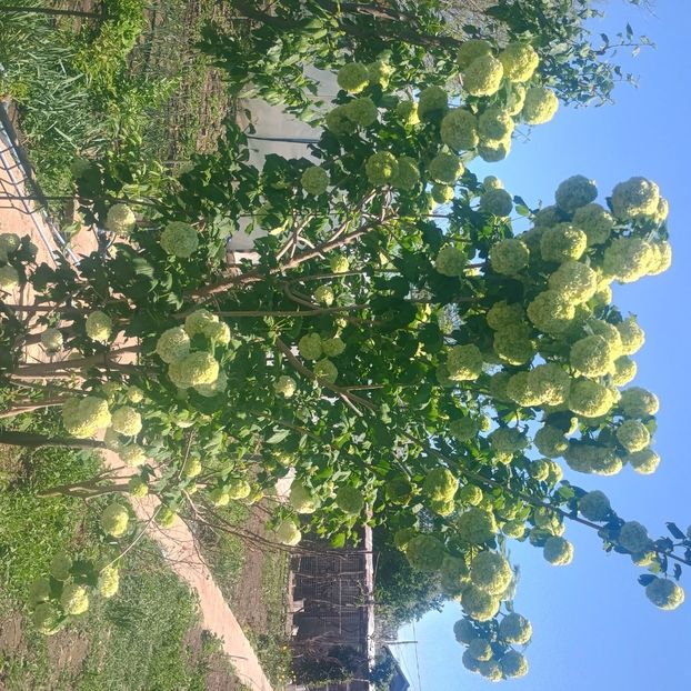  - arbori ornamentali 2025