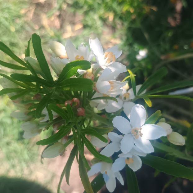 Chyoisia ternata - arbori ornamentali 2025
