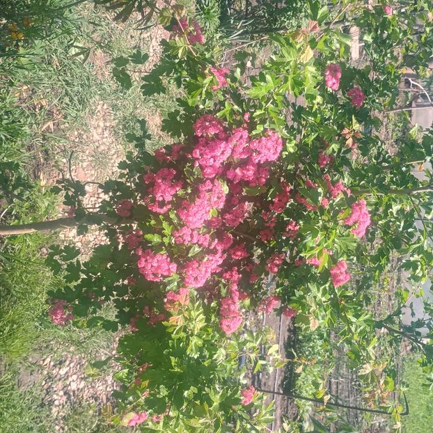  - arbori ornamentali 2025