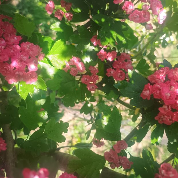 Păducel rosu - arbori ornamentali 2025