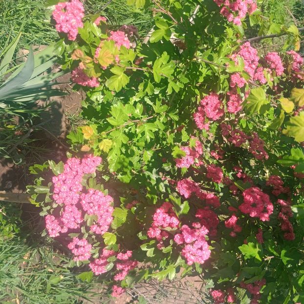  - arbori ornamentali 2025