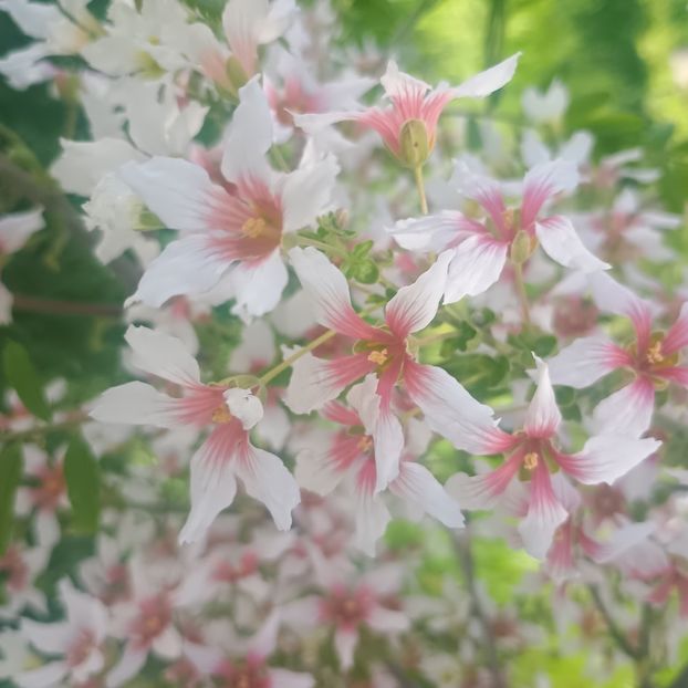 xanthoceras sorbifolium - arbori ornamentali 2025