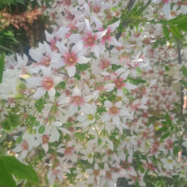  - arbori ornamentali 2025