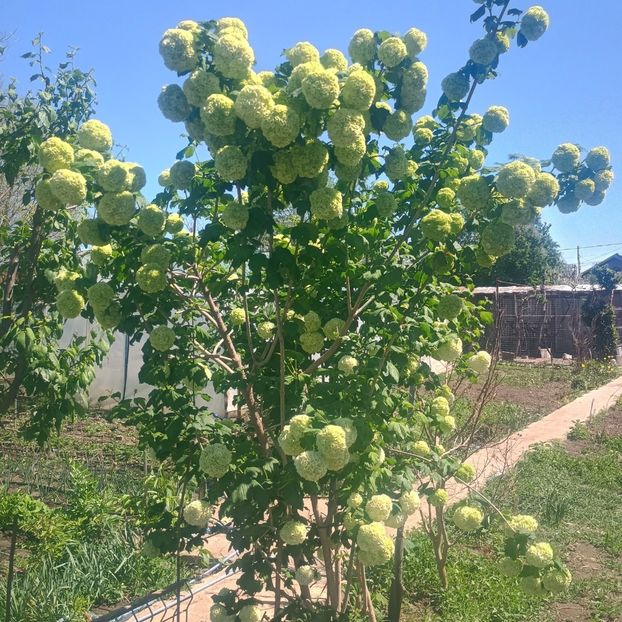  - arbori ornamentali 2025