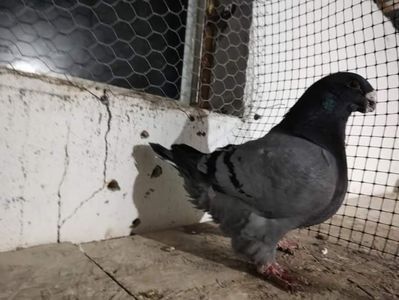  - Porumbeii vânduți !