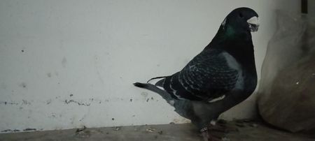  - Porumbeii vânduți !