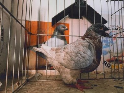  - Porumbeii vânduți !