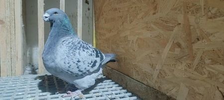  - Porumbeii vânduți !