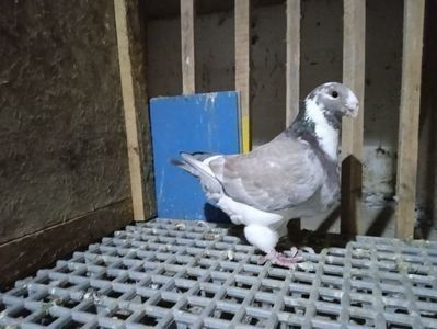  - Porumbeii vânduți !