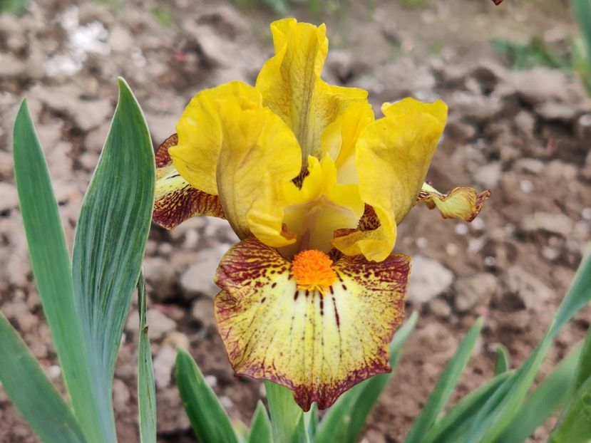  - Irisi pitici - prima inflorire