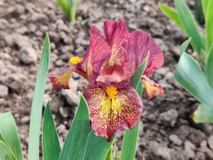 Fire storm - Irisi pitici - prima inflorire