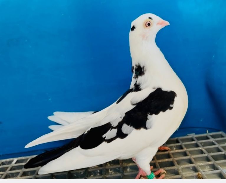 5072  Femelă  2025 - Plecați ALBUM 4