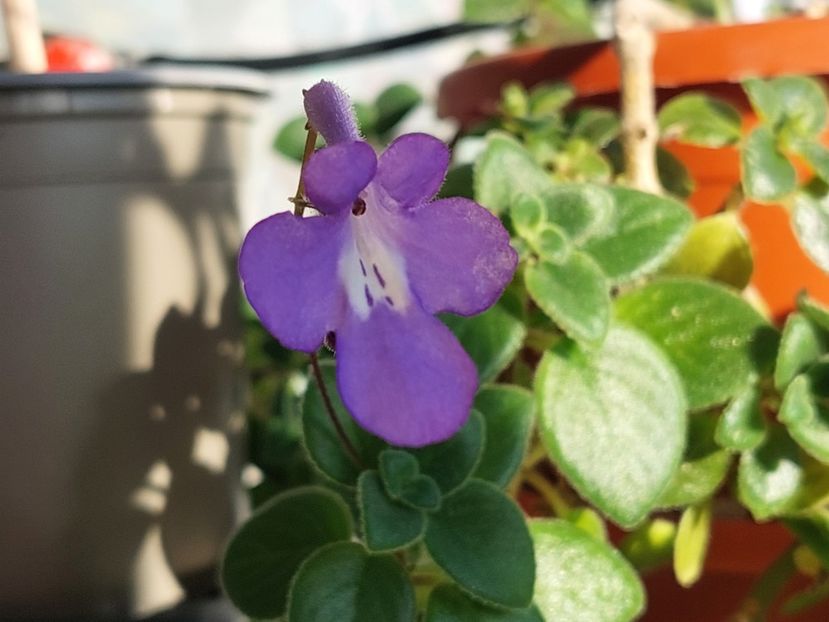 Streptocarpella mov(29-04-2025) - Gesneriaceae 2025