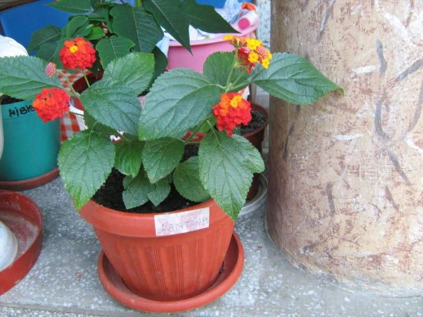 Lantana - Flori deosebite