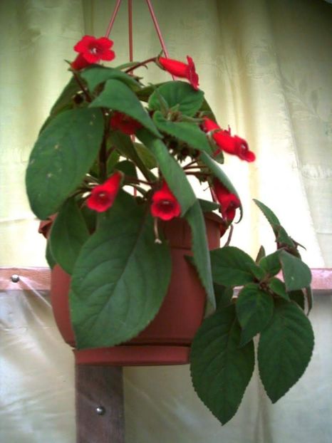 Abutilon - Flori deosebite