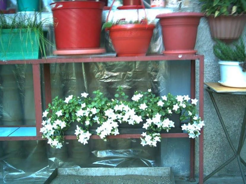 19-august-2010-001_6323 - Flori deosebite