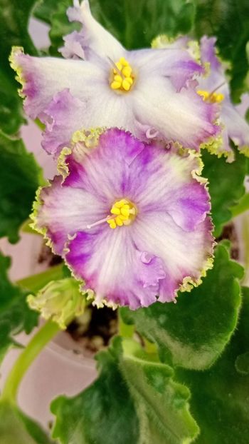 NK Vichna Molodist 12 lei - AA Frunze de violete inradacinate
