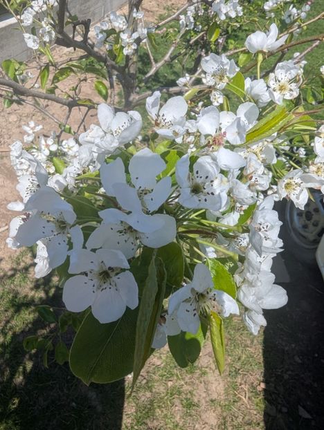  - Universul Natura și lumea mea frumoasă!