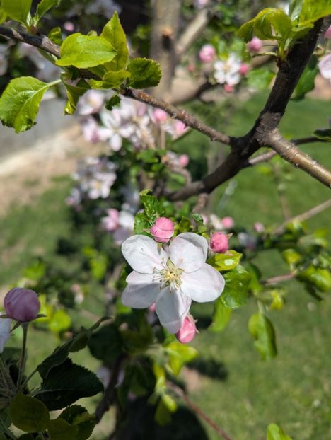  - Universul Natura și lumea mea frumoasă!