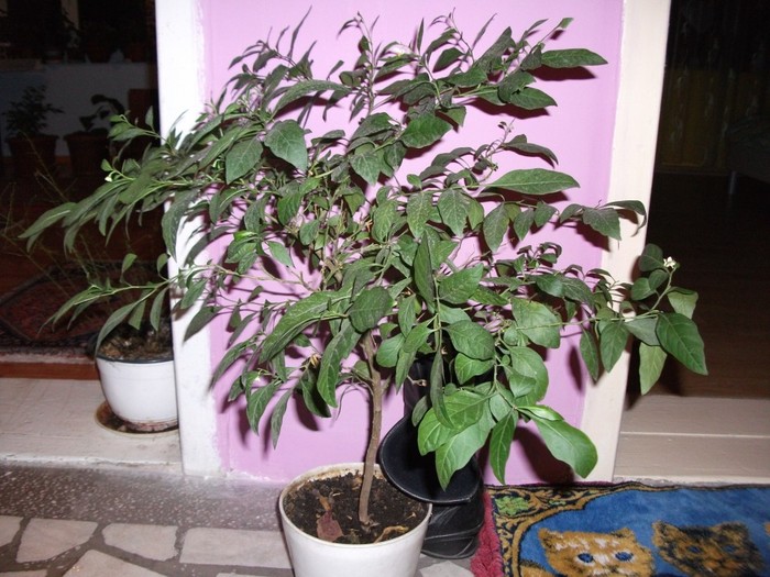 solanum capsicastrum - Florile mele 2010