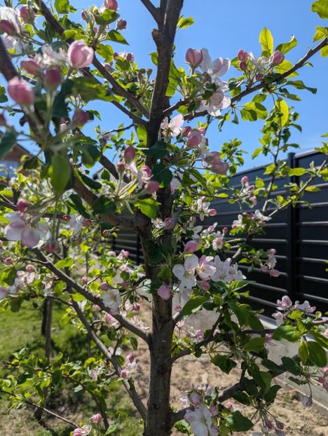  - Universul Natura și lumea mea frumoasă!